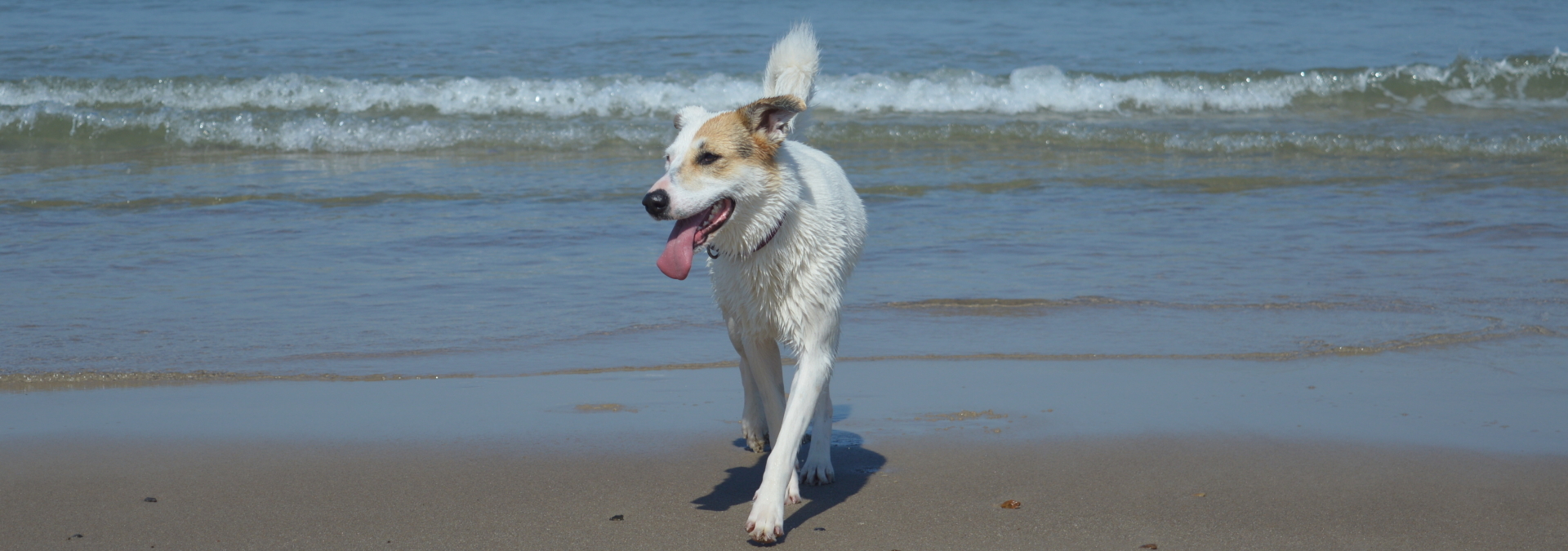 Hündin von Inken Borgmeier läuft am Strand