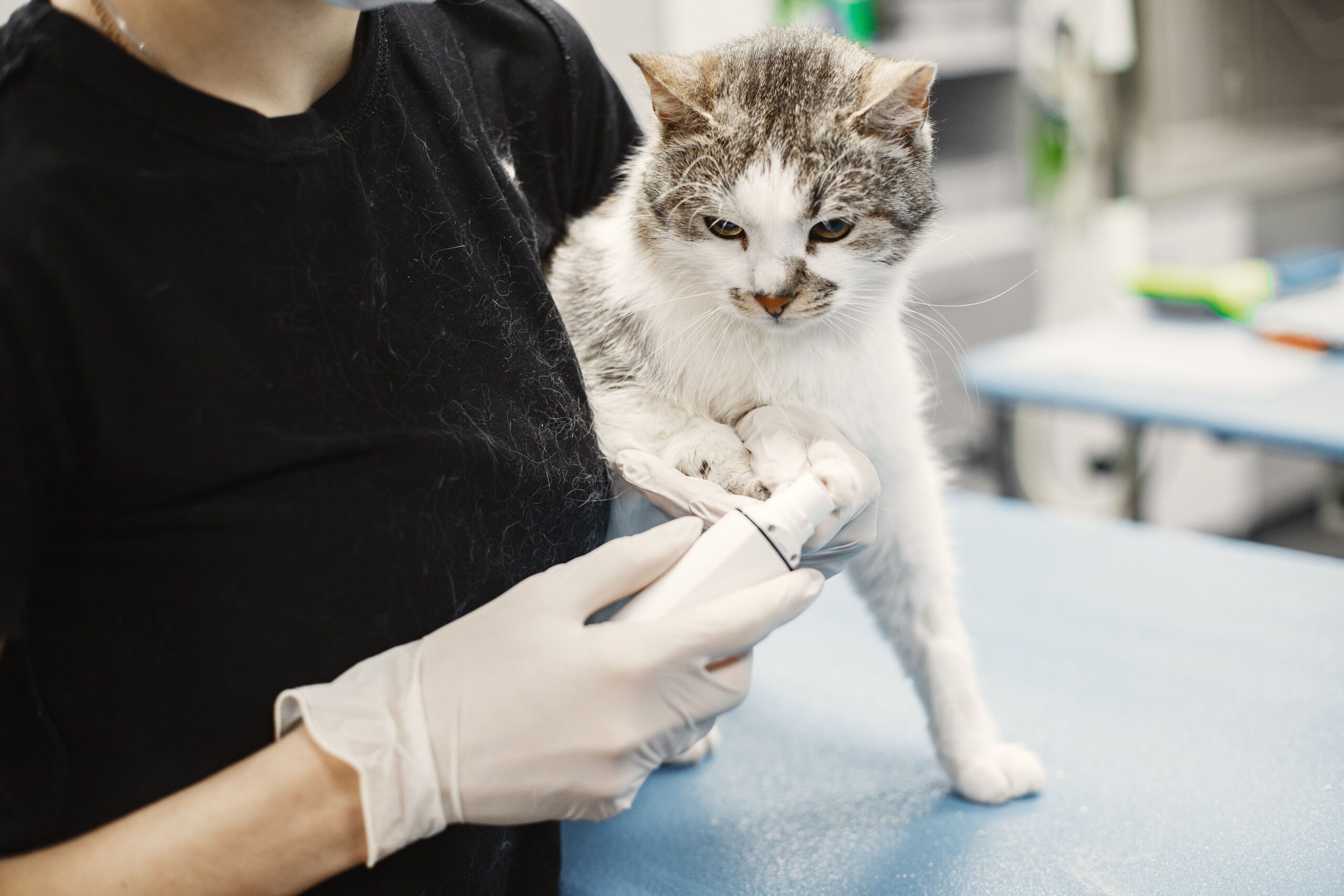 Hautpilz bei Hund und Katze