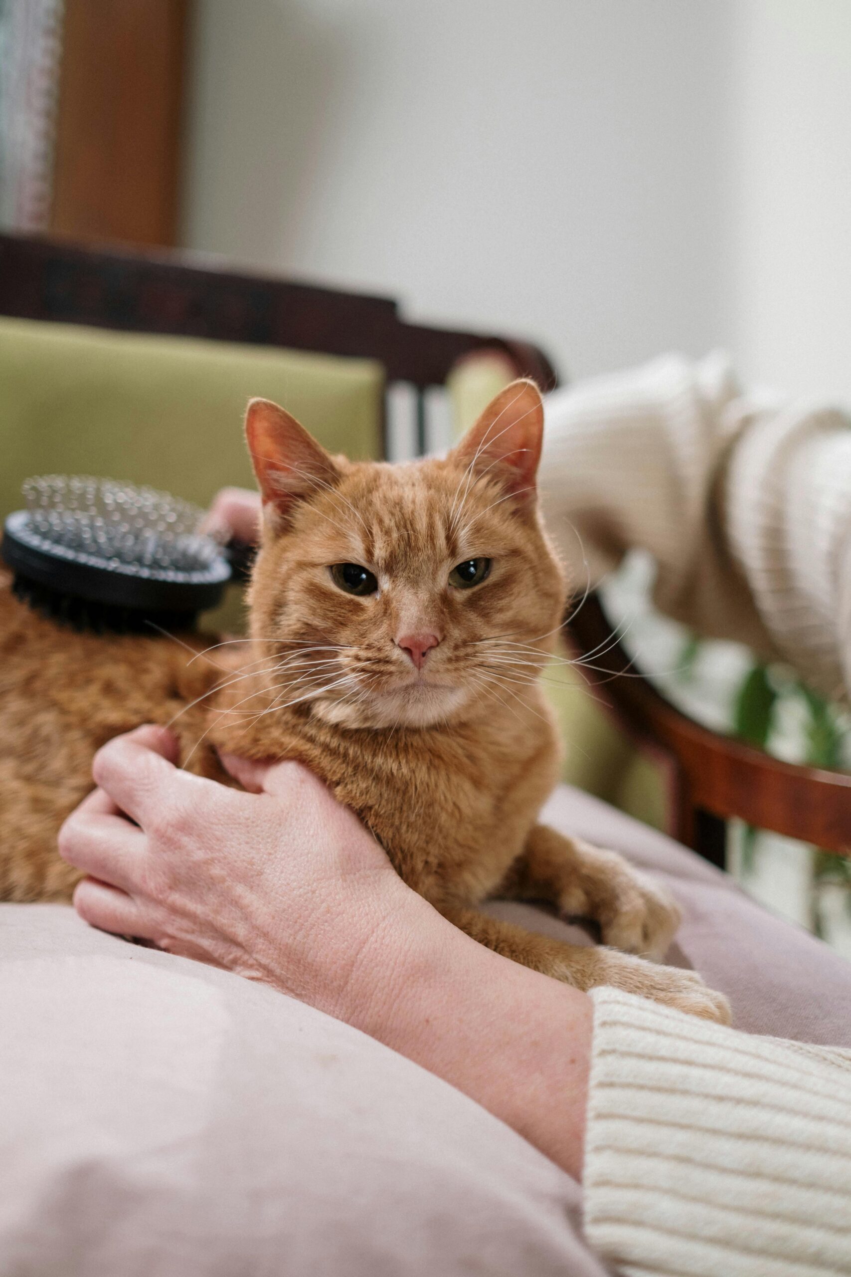 Fellverlust bei der Katze