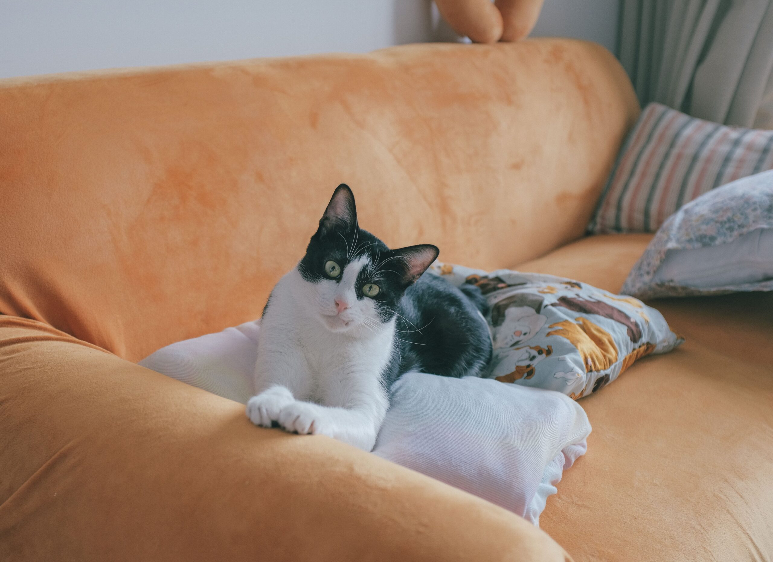 Autoimmunerkrankungen bei Hund und Katze