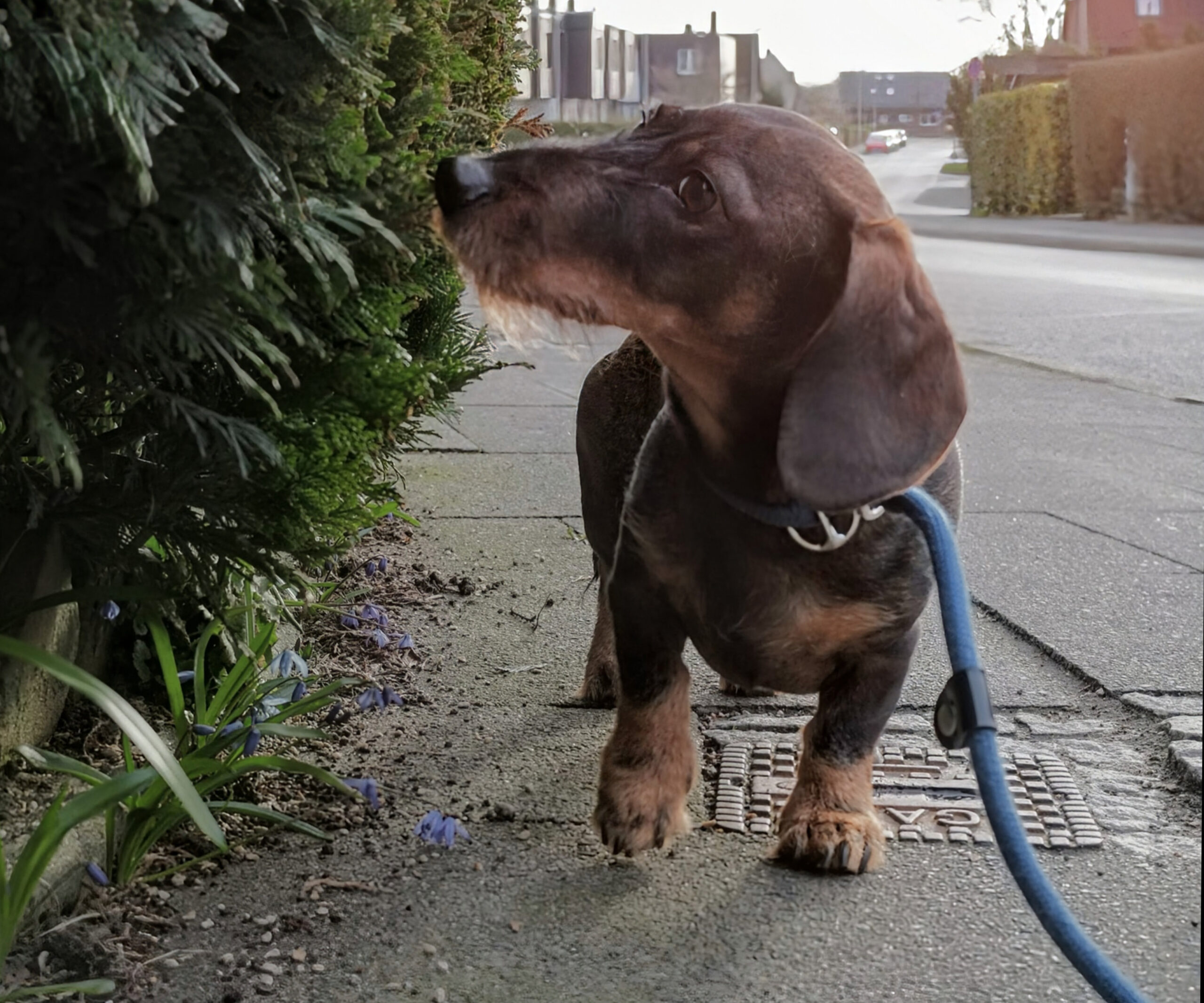 Hund bei der Behandlung gegen Allergien