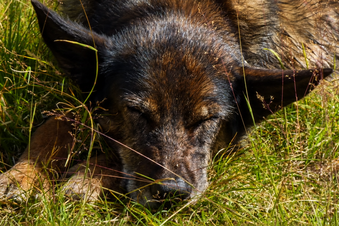 Hund bei der Haaruntersuchung (Trichogramm)